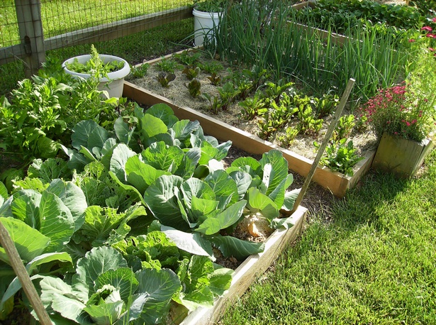 small-home-vegetable-garden-ideas-75_19 Ideje za mali kućni povrtnjak