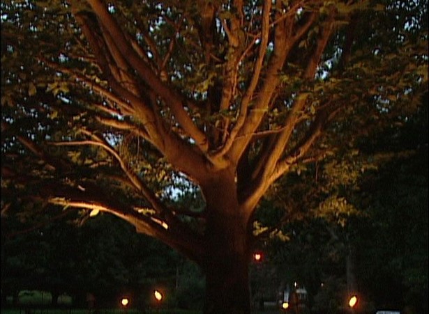 outdoor-lighting-for-trees-low-voltage-97_3 Vanjska rasvjeta za niskonaponska stabla