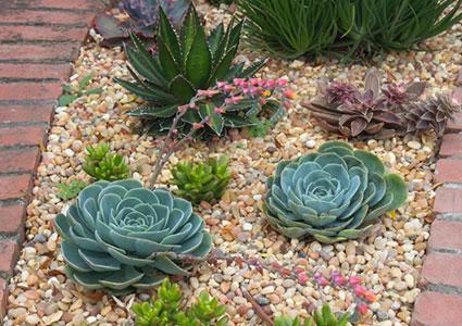 succulent-garden-ideas-16_11 Ideje za sočan vrt