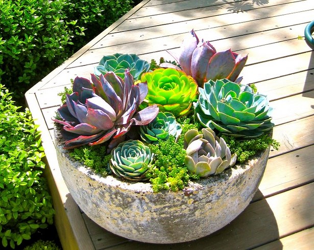 succulent-garden-ideas-16_17 Ideje za sočan vrt