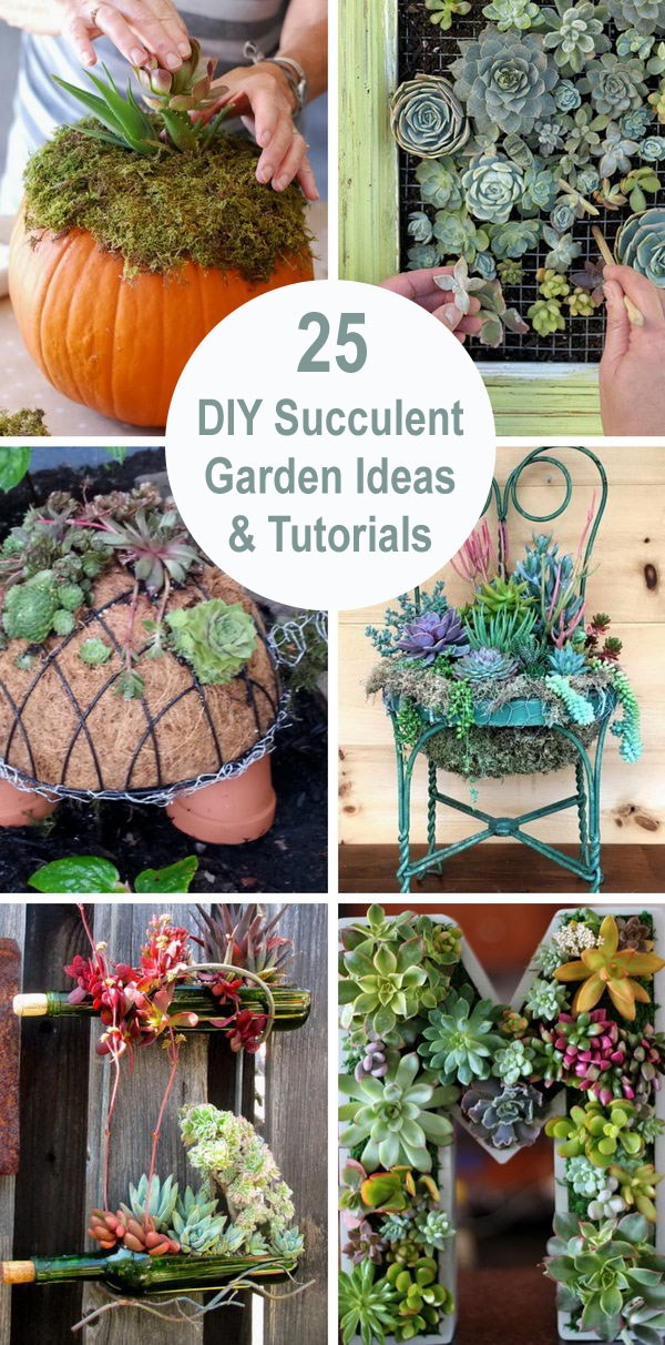 succulent-garden-ideas-16_18 Ideje za sočan vrt