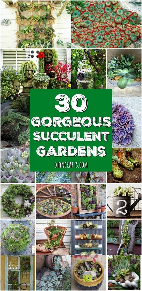 succulent-garden-ideas-16_2 Ideje za sočan vrt