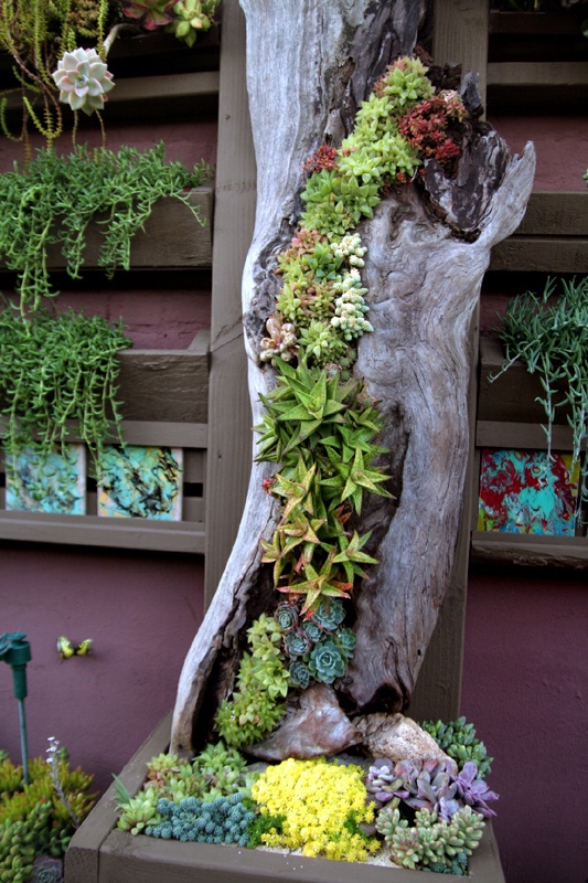 succulent-garden-ideas-16_6 Ideje za sočan vrt