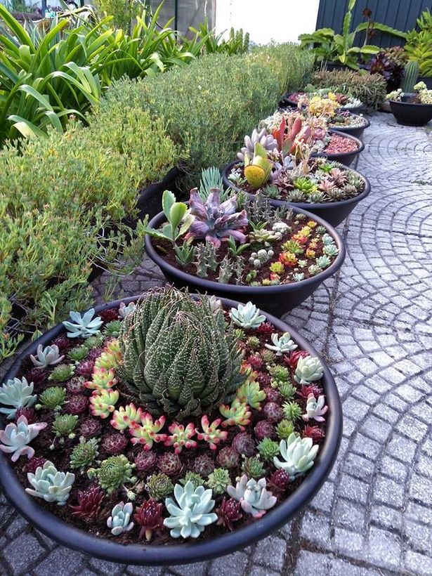 succulent-garden-ideas-16_8 Ideje za sočan vrt