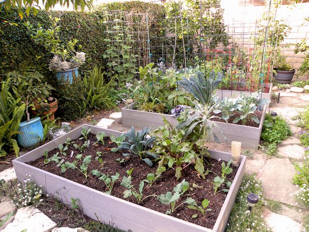 home-backyard-garden-71_11 Kućni vrt u dvorištu