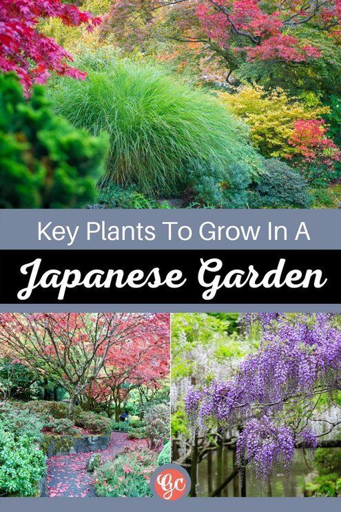 japanese-garden-plants-zone-7-05_5 Japanske vrtne biljke zona 7