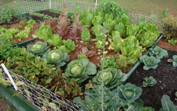 backyard-garden-ideas-13 Ideje za vrt u dvorištu