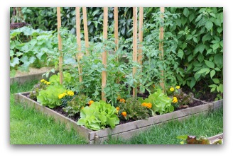 backyard-vegetable-garden-ideas-80_17 Ideje za dvorišni povrtnjak