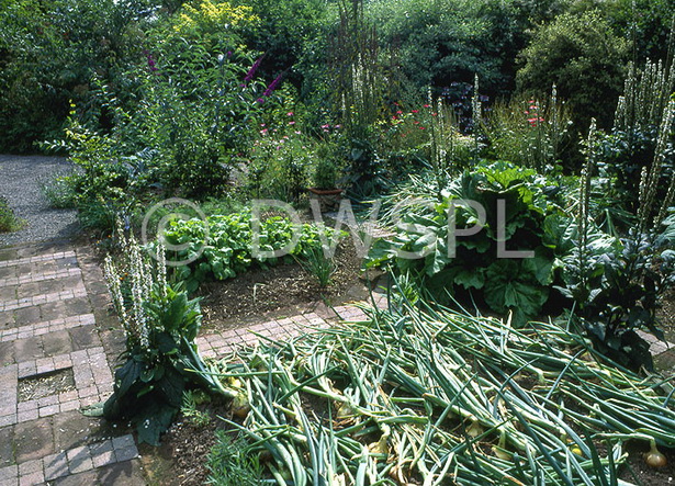 cottage-vegetable-garden-79_15 Vikendica povrtnjak