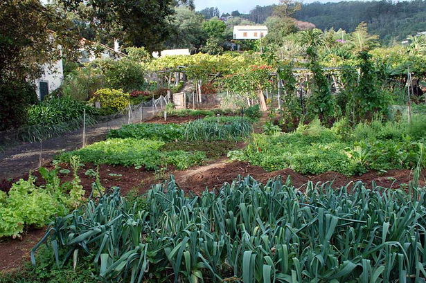cottage-vegetable-garden-79_18 Vikendica povrtnjak