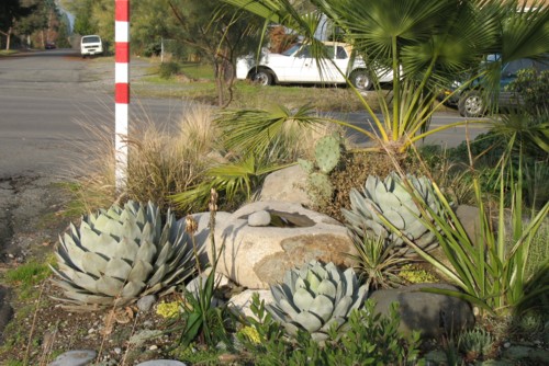 Dizajn vrta pustinjskih biljaka