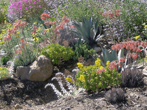 drought-landscape-design-79 Suho uređenje okoliša