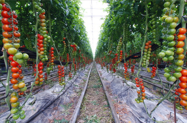 garden-ideas-vegetable-84_14 Ideje za vrt povrće
