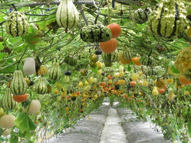 garden-ideas-vegetable-84_18 Ideje za vrt povrće