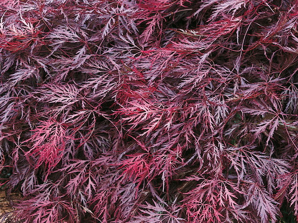 japanese-landscape-plants-03_12 Japanske krajobrazne biljke