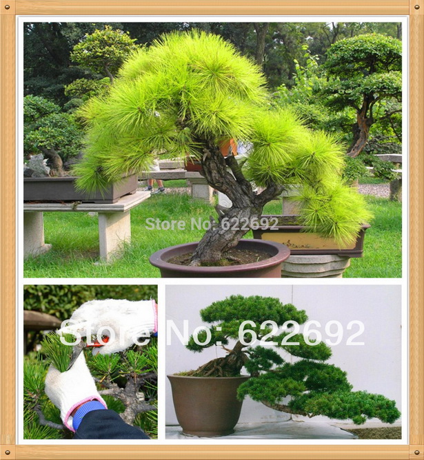 japanese-landscape-plants-03_17 Japanske krajobrazne biljke