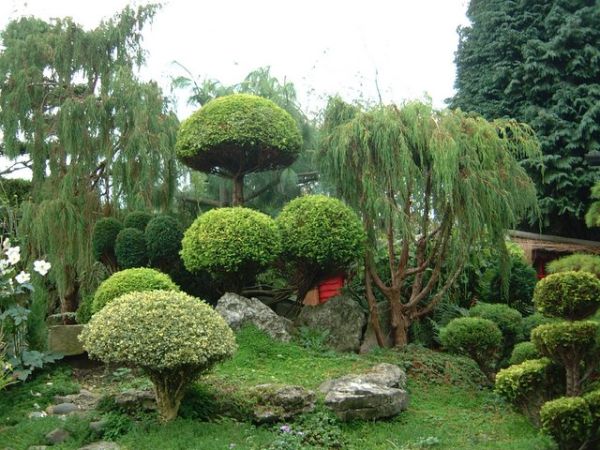japanese-landscape-plants-03_5 Japanske krajobrazne biljke