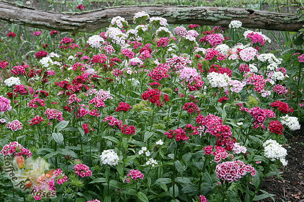 old-fashioned-flowers-for-garden-86_12 Staromodno cvijeće za vrt