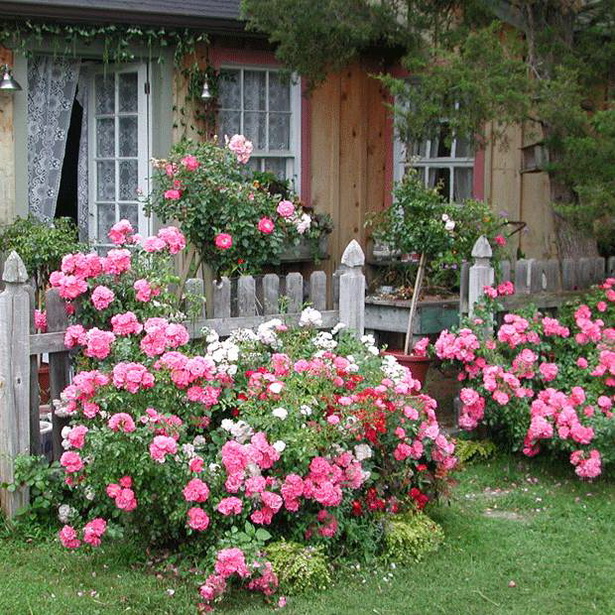 old-fashioned-flowers-for-garden-86_13 Staromodno cvijeće za vrt