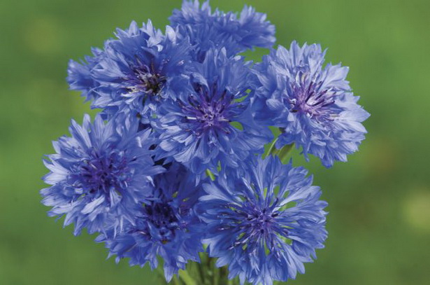 old-fashioned-flowers-for-garden-86_15 Staromodno cvijeće za vrt
