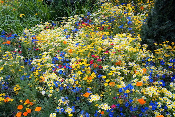 old-fashioned-flowers-for-garden-86_17 Staromodno cvijeće za vrt