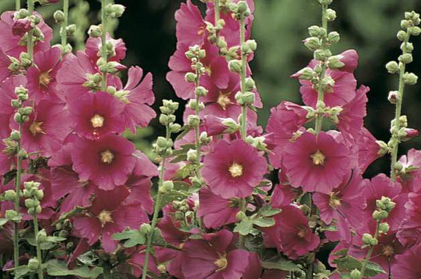 old-fashioned-flowers-for-garden-86_3 Staromodno cvijeće za vrt