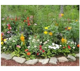 old-fashioned-flowers-for-garden-86_4 Staromodno cvijeće za vrt