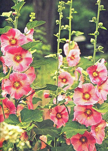old-fashioned-flowers-for-garden-86_5 Staromodno cvijeće za vrt