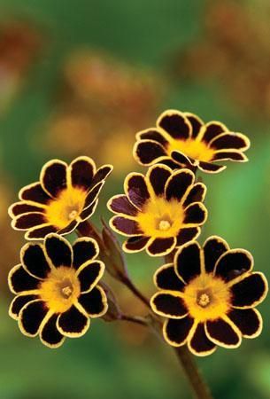 old-fashioned-flowers-for-garden-86_6 Staromodno cvijeće za vrt