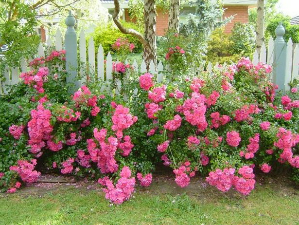 old-fashioned-flowers-for-garden-86_8 Staromodno cvijeće za vrt
