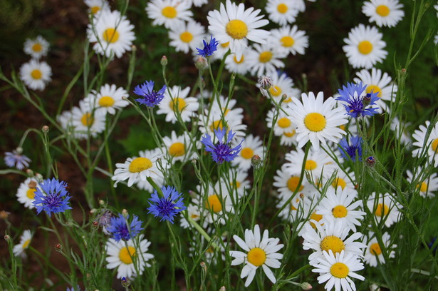 old-fashioned-flowers-for-garden-86_9 Staromodno cvijeće za vrt