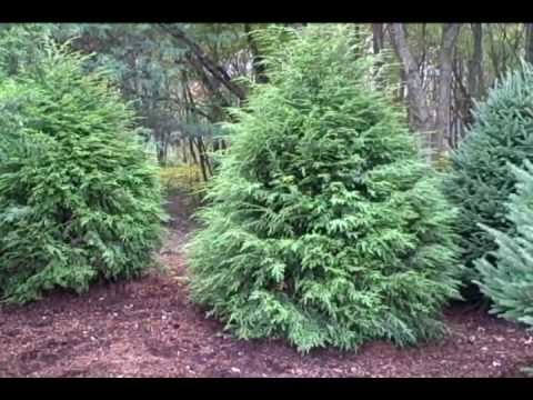 privacy-landscaping-ideas-57_9 Ideje za uređenje okoliša za privatnost