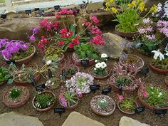 rock-garden-ideas-for-small-gardens-14_13 Ideje za rock vrt za male vrtove