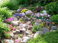rock-garden-ideas-for-small-gardens-14_5 Ideje za rock vrt za male vrtove