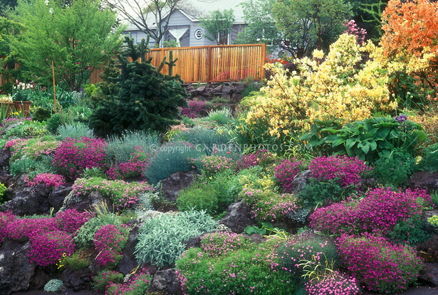 shrubs-for-rock-gardens-14_10 Grmlje za rock vrtove