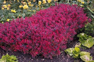 shrubs-for-rock-gardens-14_11 Grmlje za rock vrtove