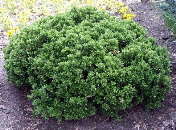 shrubs-for-rock-gardens-14_12 Grmlje za rock vrtove