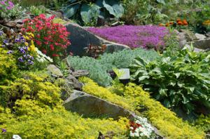 shrubs-for-rock-gardens-14_15 Grmlje za rock vrtove
