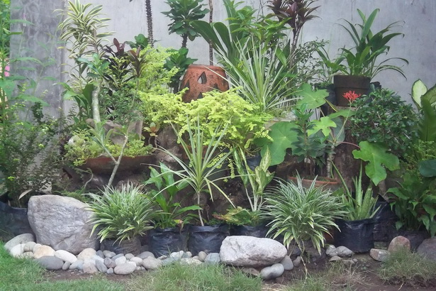 shrubs-for-rock-gardens-14_16 Grmlje za rock vrtove