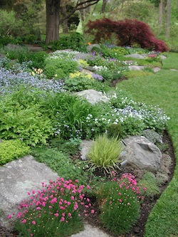 shrubs-for-rock-gardens-14_3 Grmlje za rock vrtove