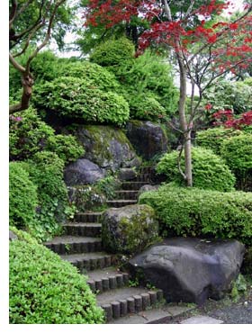 shrubs-for-rock-gardens-14_4 Grmlje za rock vrtove