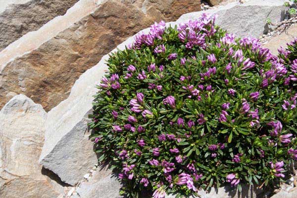shrubs-for-rock-gardens-14_5 Grmlje za rock vrtove