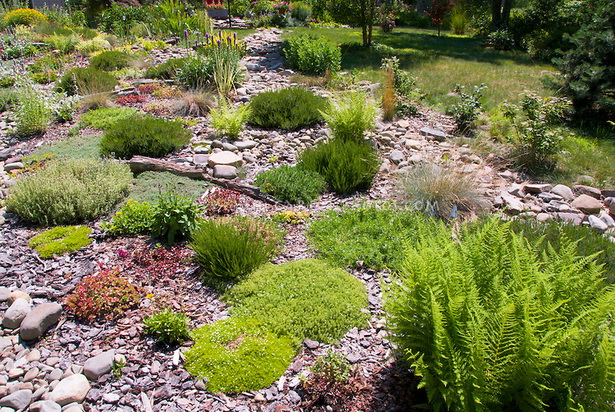 shrubs-for-rock-gardens-14_6 Grmlje za rock vrtove