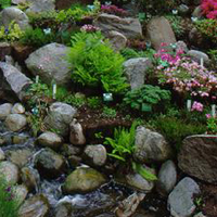 shrubs-for-rock-gardens-14_7 Grmlje za rock vrtove