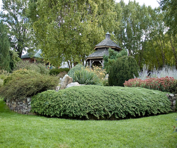 shrubs-for-rock-gardens-14_8 Grmlje za rock vrtove