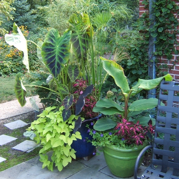 tropical-planter-ideas-10_15 Ideje za tropske plantaže