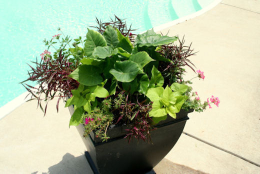 tropical-planter-ideas-10_16 Ideje za tropske plantaže