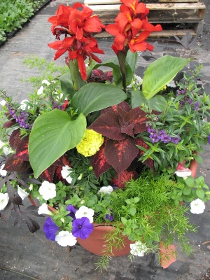 tropical-planter-ideas-10_18 Ideje za tropske plantaže