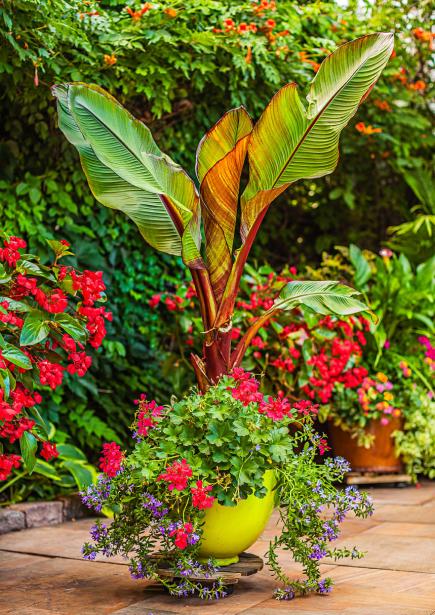 tropical-planter-ideas-10_19 Ideje za tropske plantaže