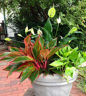 tropical-planter-ideas-10_5 Ideje za tropske plantaže